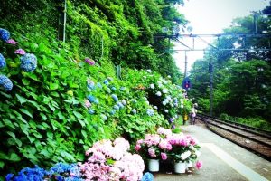 箱根登山鉄道あじさい電車2018の見どころ・開花はいつ?箱根の人気温泉スポットはここだ!