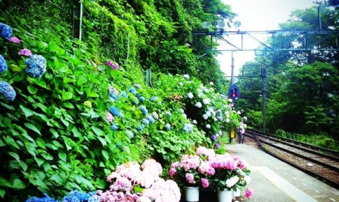 箱根登山鉄道あじさい電車2018の見どころ・開花はいつ?箱根の人気温泉スポットはここだ!